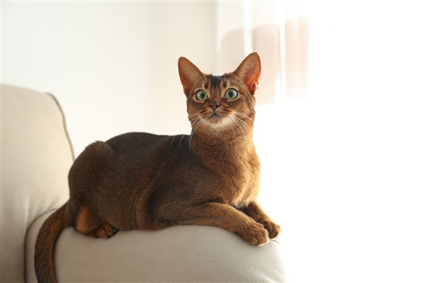 חתול על הספה